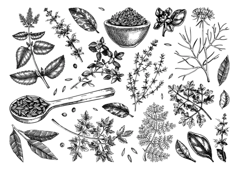 Middle Eastern cuisine herb and spice sketches set. Parsley, thyme, cumin, laurel, mint, sage, cilantro drawing. Kitchen spices hand-drawn vector illustration. NOT AI genereted